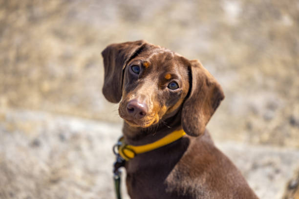 istock Miniature Dachshund looking at the camera 1321194212