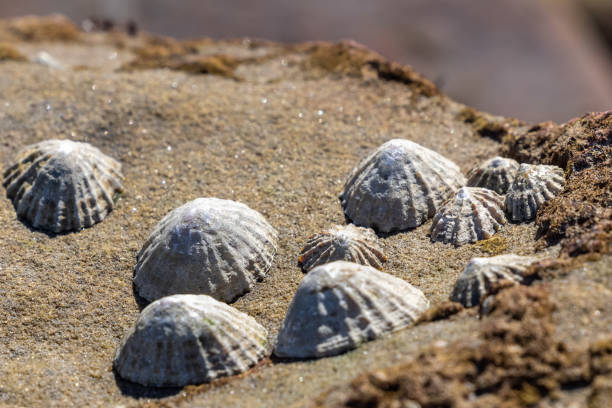 istock Patella in Saltwick Bay in Whitby 1321194528