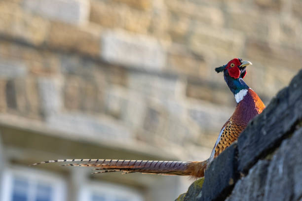 istock Close up of Pheasant Bird 1321194610