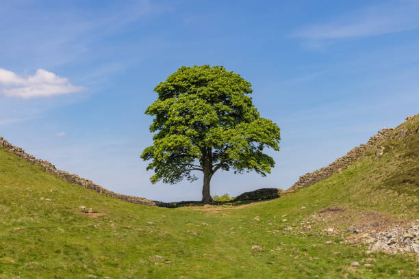 Sycamore Tree and Hadrian's Wall stock photo