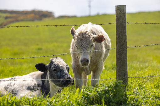 Couple of Cows resting in Yorkshire