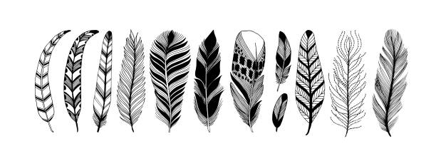 ilustrações de stock, clip art, desenhos animados e ícones de rustic decorative feathers vector collection. - peacock feather outline black and white