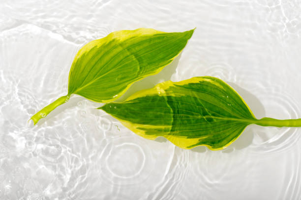 sfondo striscione d'acqua con foglie padroni di casa. texture dell'acqua bianca, superficie con anelli e increspatura. sfondo concetto spa. lay piatto, vista dall'alto, spazio di copia. - nature ripple summer plant foto e immagini stock