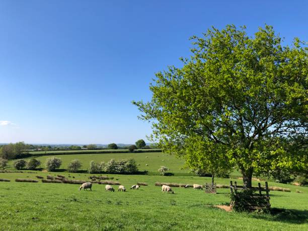 istock Sheep and lambs in a grass field 1321198576