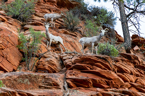 three bighorn sheep on the rock wall with two looking at the camera