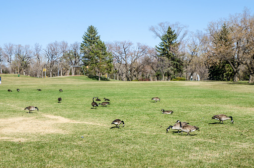 Field with lots of gooses during day of springtime