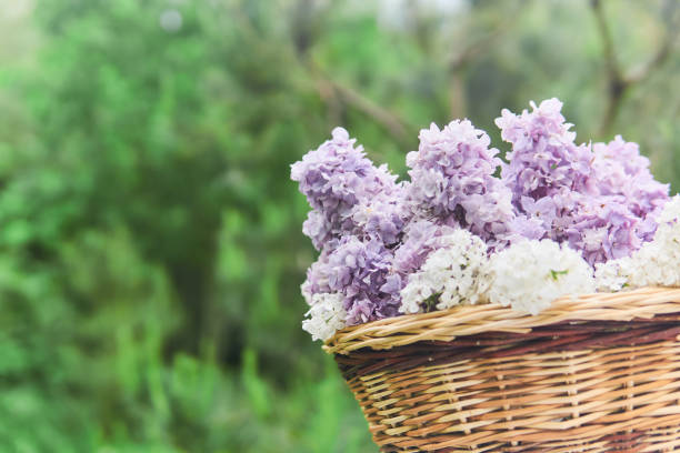 basket with lilac flowers on a blurred natural background