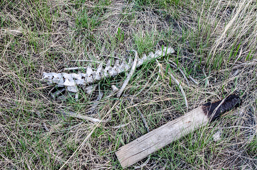 Spine of deer in the ground
