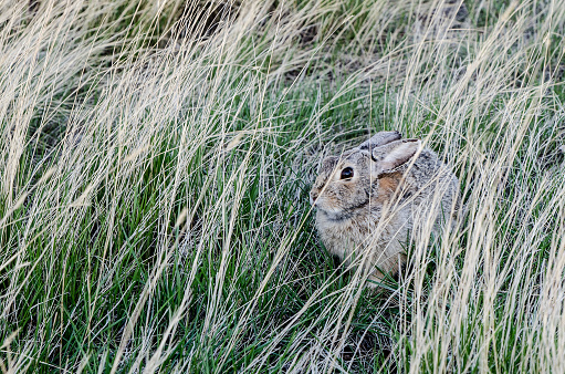 Hare on the grass during day of springtime