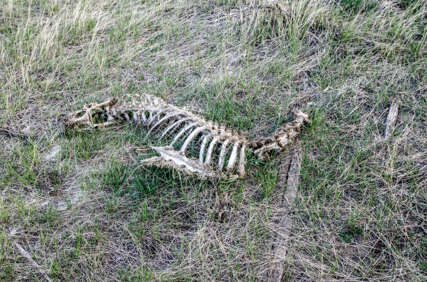 istock Carcass of deer in the ground 1321201358