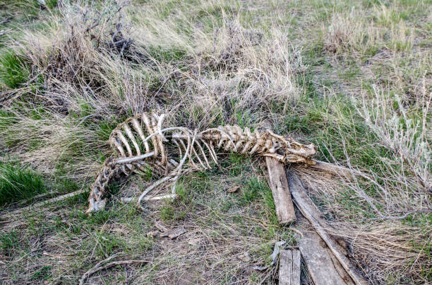 istock Carcass of deer in the ground 1321201452