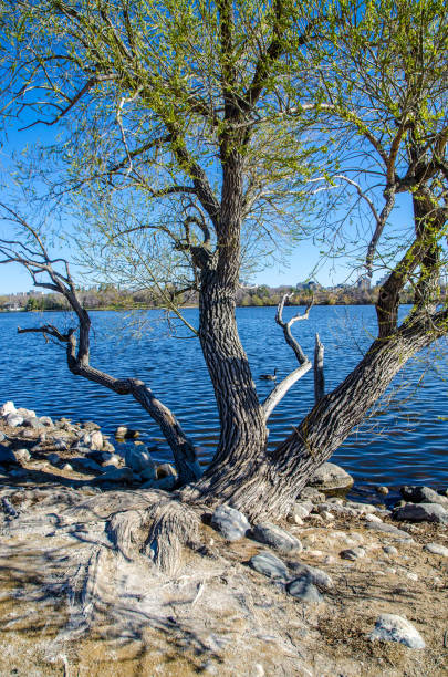 antiga árvore torta do lago wascana - wascana lake - fotografias e filmes do acervo