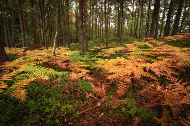 istock Colorful brackens in the forest in autumn 1321202763