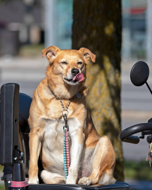 istock Cute pup with its tongue out 1321202798