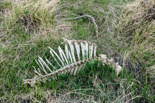 Spinal cord bones