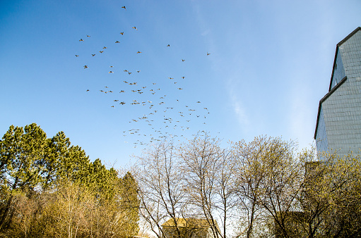 Flock of pigeons around a barn during day of springtime