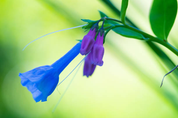 istock Purple and blue wildflowers closeup 1321203812