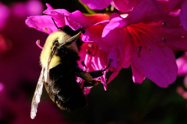 istock Closeup of a bumblebee pollinating an azalea 1321203820