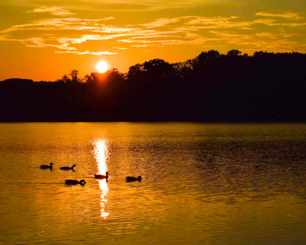 enten schwimmen auf einem bergsee bei sonnenuntergang. - 4599 stock-fotos und bilder