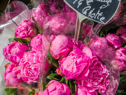 Flower shop along the streets of Paris France