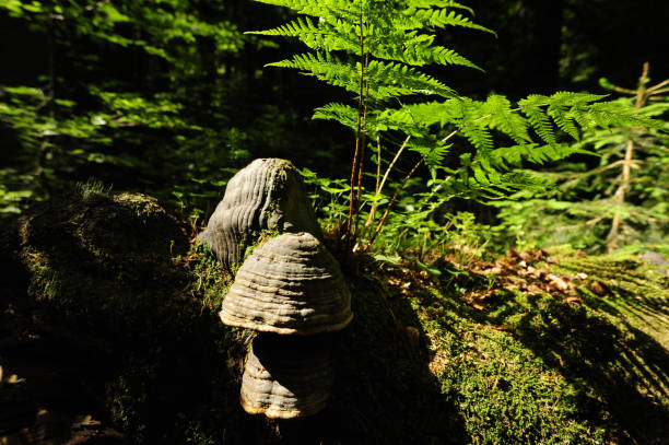 istock jungle and nature reserve Rothwald, Austria 1321204996