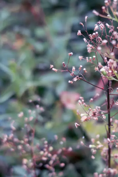 Dry pink plants in autumn season. Nature background. Selective focus.