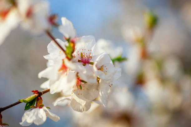 istock A Macro Close Up of a Cherry Blossom during Spring 1321207114