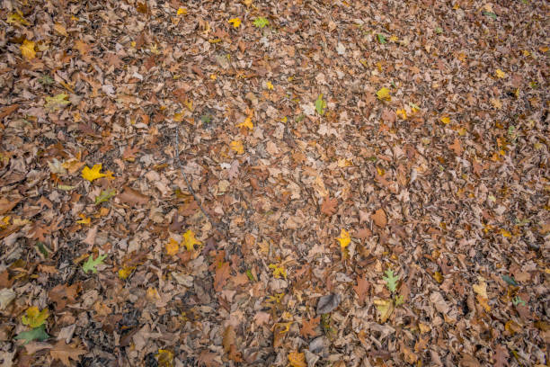 Photo of A Texture Shot of a Leaf-Covered Forest Floor during Autumn