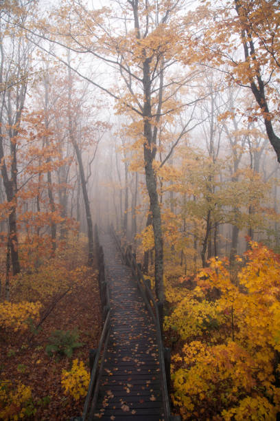 Photo of A Hiking Boardwalk Disappears into Fog during a Fall Evening in Michigan