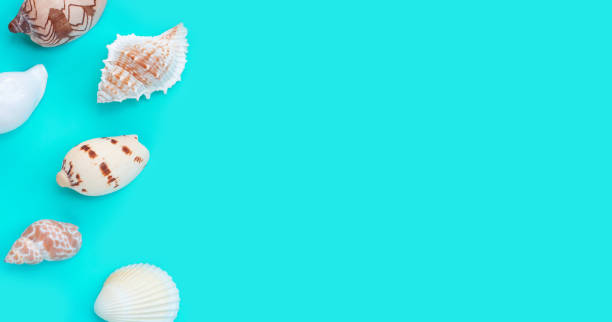 istock Composition of exotic seashells on blue background. 1321208801