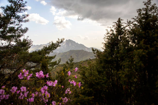 istock Azalea in Mt. Dobongsan 1321210244