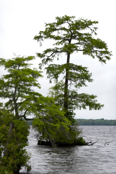 istock Cypress Trees in the Great Dismal Swamp 1321210513