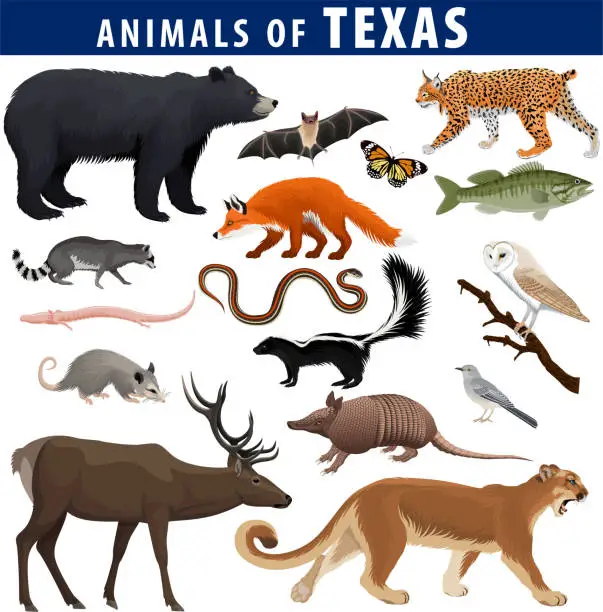 Vector illustration of vector set - animals of Texas: black bear, puma, lynx, deer,  skunk, bat, Bass fish, armadillo, fox, Mockingbird, barn owl, garter snake, opossum, salamander, racoon and butterfly