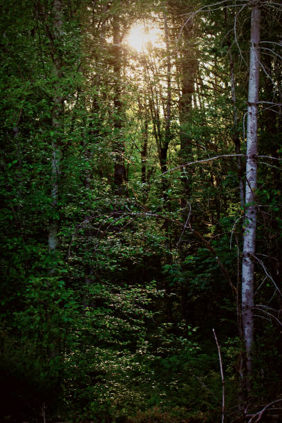 istock Sunlit forest of green 1321210605