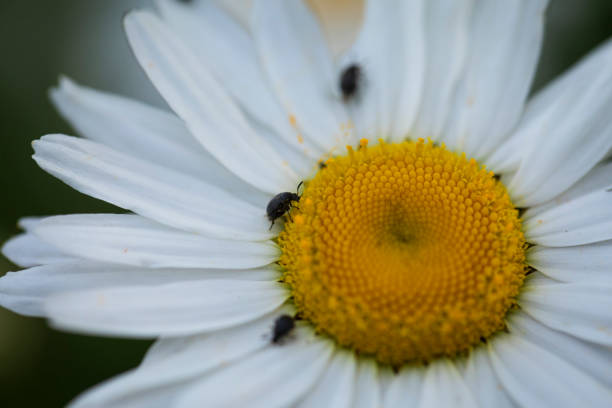 A close up of a daisy with three beetle like bugs on it.