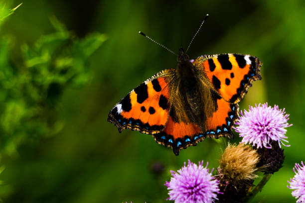 istock A small tortoiseshell Butterfly gathering pollen from a thistle flower 1321211477