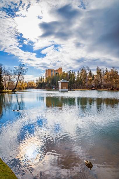 istock A Lone Duck Swimming On A Park Lake 1321214060