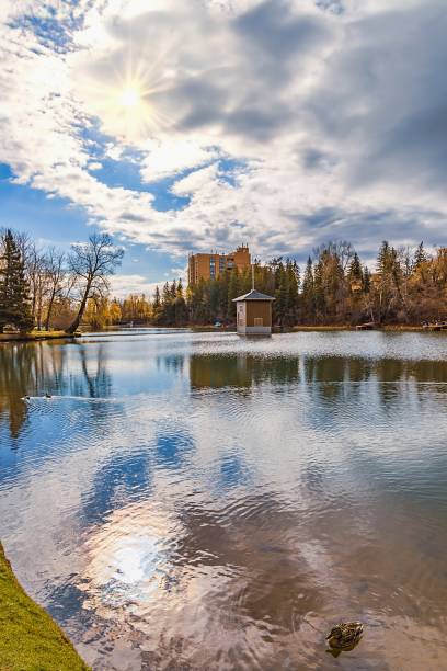 istock A Lone Duck Swimming On A Park Lake 1321214124