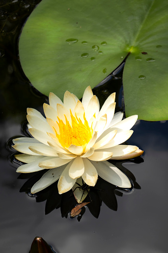 View of wild lotus with large spider nestled in its petals at the The Grand Bay Wildlife Management Area, Valdosta, GA
