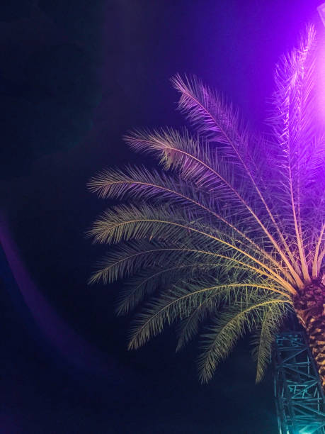 Palm Tree at Night in Orlando, Florida Illuminated with Neon Lights from Below for Tropical Electric Nightlife Background