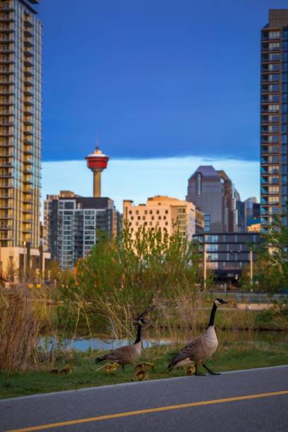 istock Geese Hanging Out By Downtown Calgary 1321214268