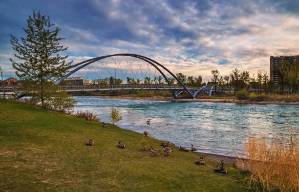 istock Geese Hanging Out By The Bow River Valley At Sunrise 1321214389