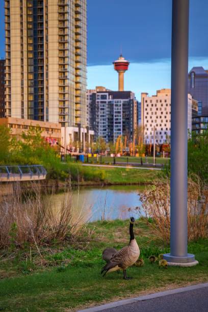 istock Geese Hanging Out By Downtown Calgary 1321214972