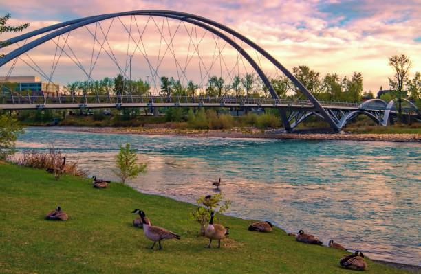 istock Geese Hanging Out By The Bow River Valley At Sunrise 1321215013