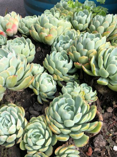 istock Little nature terrarium 1321220242