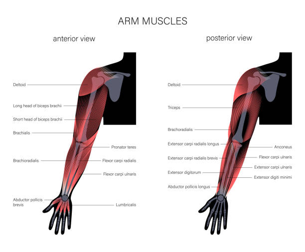Muscular system arms Human biceps, triceps brachioradialis and other muscle of arms posterior and anterior view. Muscular system poster. Hand bones anatomy concept. Medical vector illustration for clinic. X ray image deltoid stock illustrations
