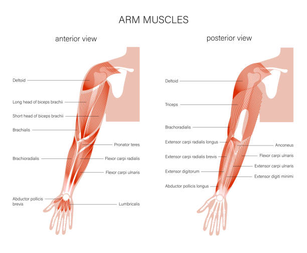Muscular system arms Human biceps, triceps brachioradialis and other muscle of arms posterior and anterior view. Muscular system poster. Hand bones anatomy concept. Medical vector illustration for clinic. X ray image deltoid stock illustrations