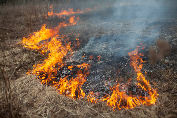 istock Dry grass is burning. Fire in the field in spring. 1321222781