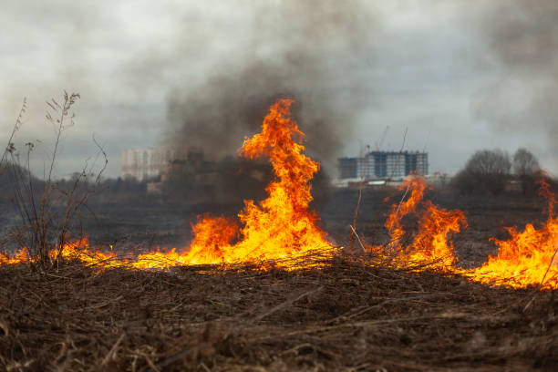 istock Dry grass is burning. Fire in the field in spring. 1321222794