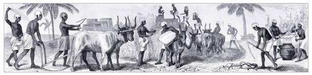 древние египетские фермеры на пшеничном поле работают с бычьими - working illustration and painting engraving occupation stock illustrations